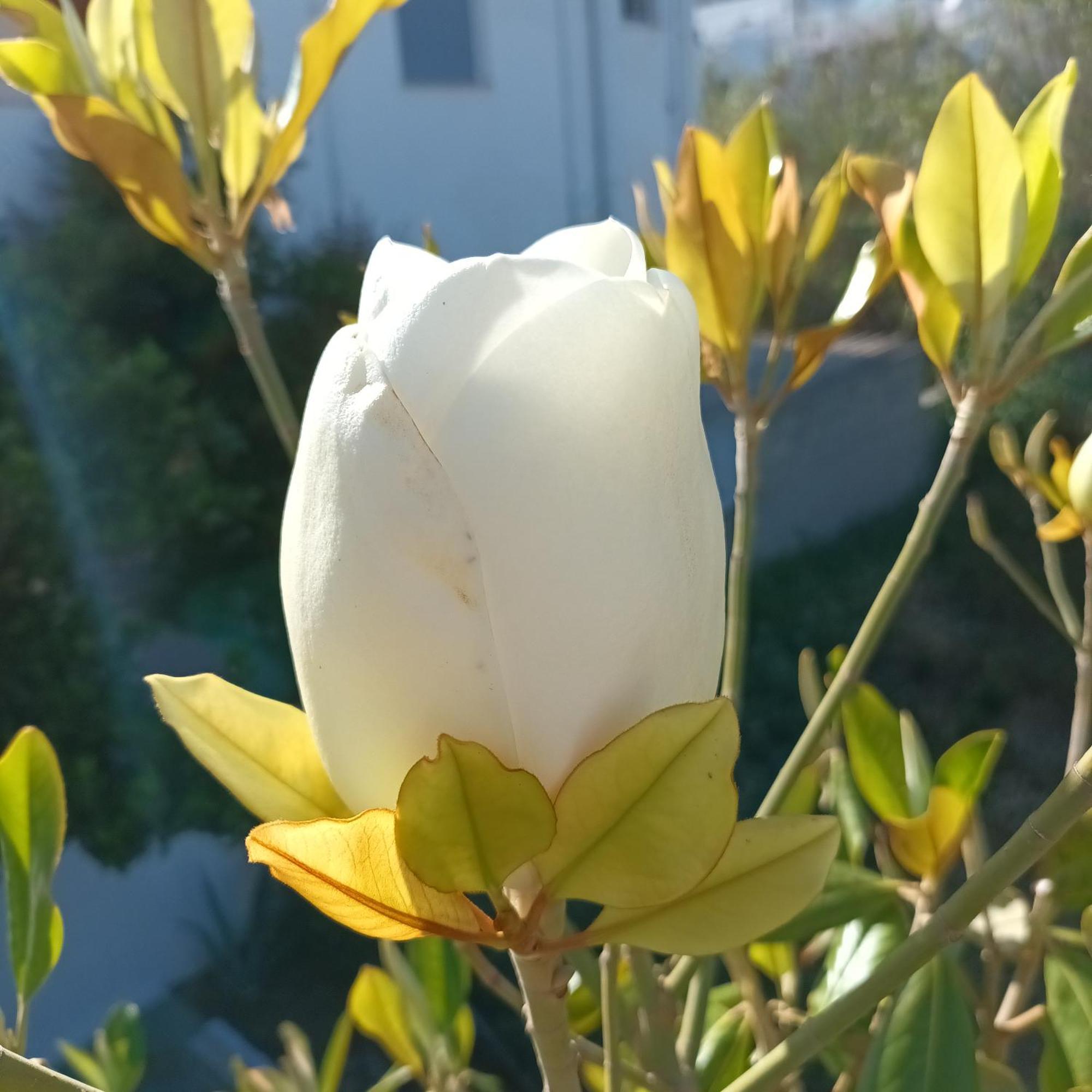 Magnolia Senses Daire Kini Oda fotoğraf